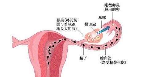 输卵管结构图