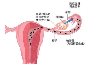 卵巢平面图