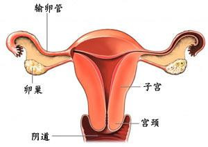 女性子宫附件平面解剖图